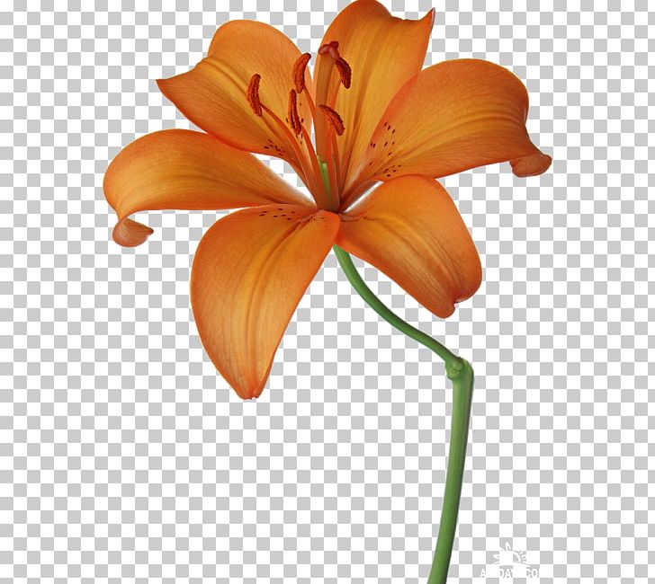 Cut Flowers Paper Drawing Orange PNG, Clipart, Color, Cut Flowers, Drawing, Floral Design, Flower Free PNG Download