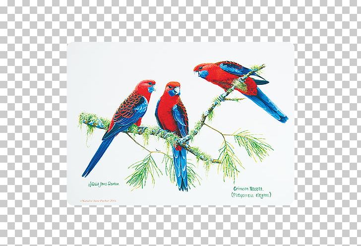 Bird Place Mats Macaw Cork Australia PNG, Clipart, Animal, Animals, Australia, Beak, Bird Free PNG Download
