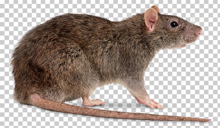 Brown Rat Black Rat Mouse PNG, Clipart, Amp, Animals, Black Rat, Brown Rat, Clip Art Free PNG Download