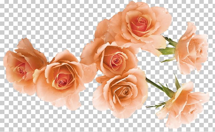 Garden Roses Beach Rose Flower Rosa Foetida PNG, Clipart, Beach, Branches, Cut Flowers, Floral Design, Floristry Free PNG Download