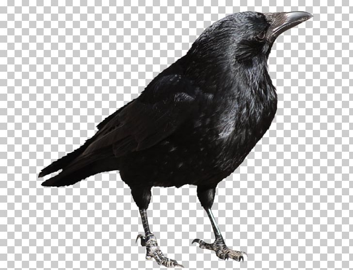 American Crow PNG, Clipart, American Crow, Aves, Beak, Bird, Black And White Free PNG Download
