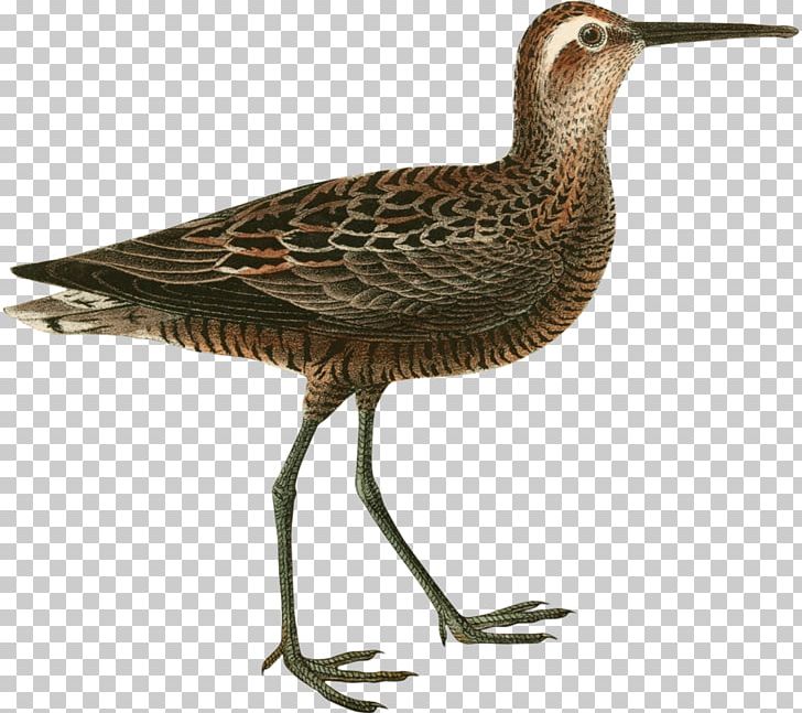 Common Redshank Stints Bird Beak Rail PNG, Clipart, Beak, Bird, Calidrid, Charadriiformes, Common Redshank Free PNG Download