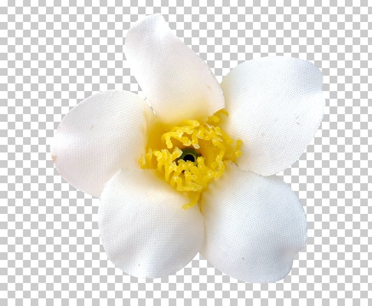 Narcissus Moth Orchids Flowering Plant Petal PNG, Clipart, Flower, Flowering Plant, Moth Orchid, Moth Orchids, Narcissus Free PNG Download