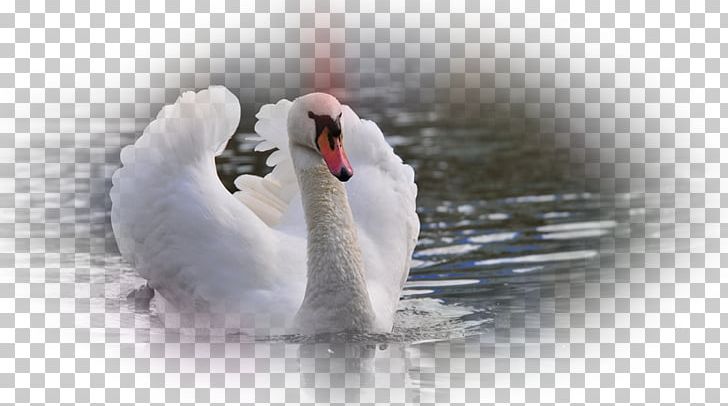 Mute Swan Cygnini Bird Desktop Goose PNG, Clipart, Anatidae, Animal, Animals, Beak, Bird Free PNG Download