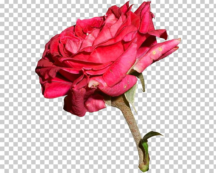 Garden Roses Centifolia Roses Editing PNG, Clipart, Beach Rose, Centifolia Roses, China Rose, Collage, Computer Software Free PNG Download
