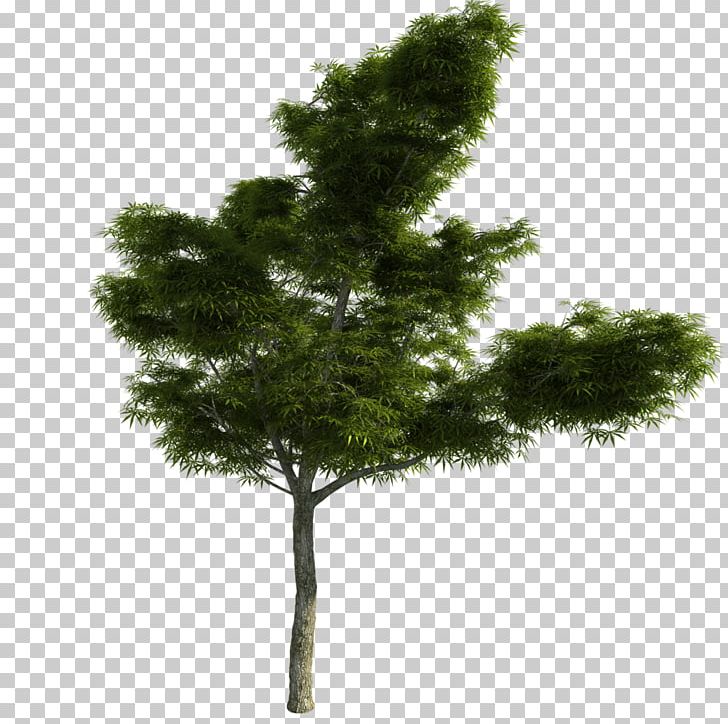 Larch Tree Pine PNG, Clipart, Adobe Flash Player, Biome, Branch, Conifer, Evergreen Free PNG Download