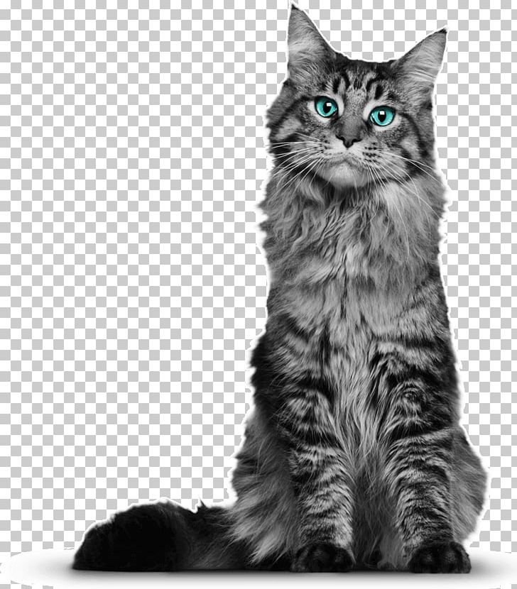 Maine Coon Kitten Ragdoll Bengal Cat Norwegian Forest Cat PNG, Clipart, Bengal Cat, Black And White, Breed, Cat, Cat Breed Free PNG Download