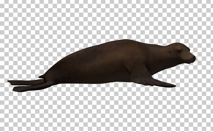 Sea Lion Snout Animal PNG, Clipart, 3d Animation, 3d Arrows, 3d Background, 3d Cartoon Animals, 3d Fonts Free PNG Download