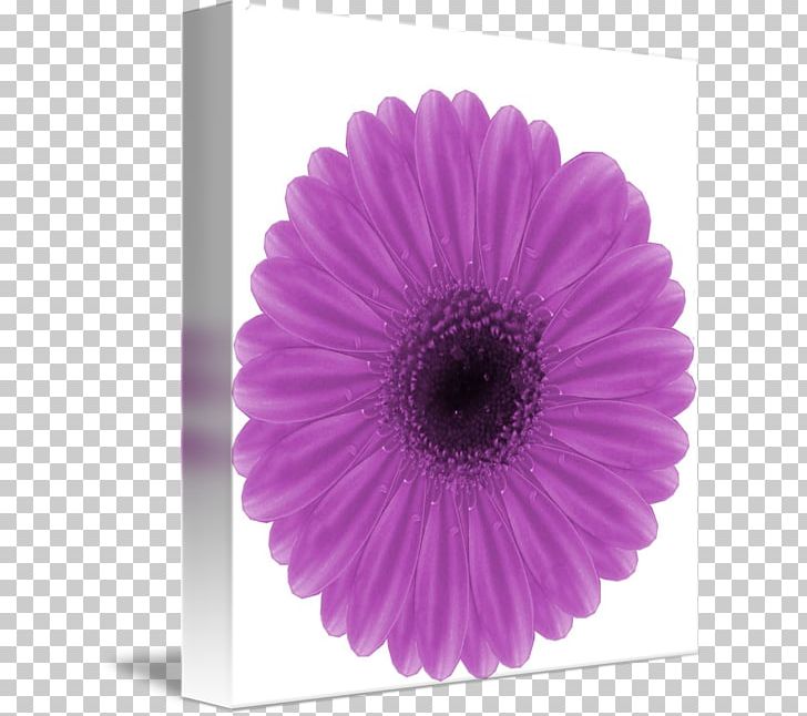 Transvaal Daisy Cut Flowers Petal Pink M PNG, Clipart, Asterales, Cut Flowers, Daisy Family, Flower, Flowering Plant Free PNG Download