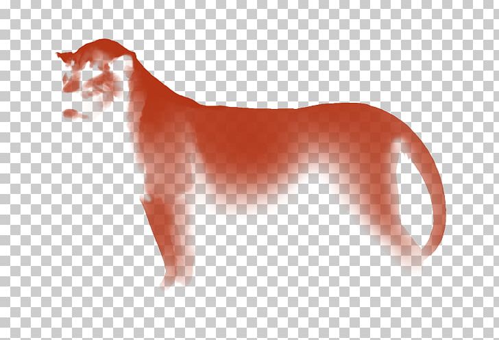 Whiskers Cat Dog Canidae Snout PNG, Clipart, Animals, Big Cat, Big Cats, Canidae, Carnivoran Free PNG Download