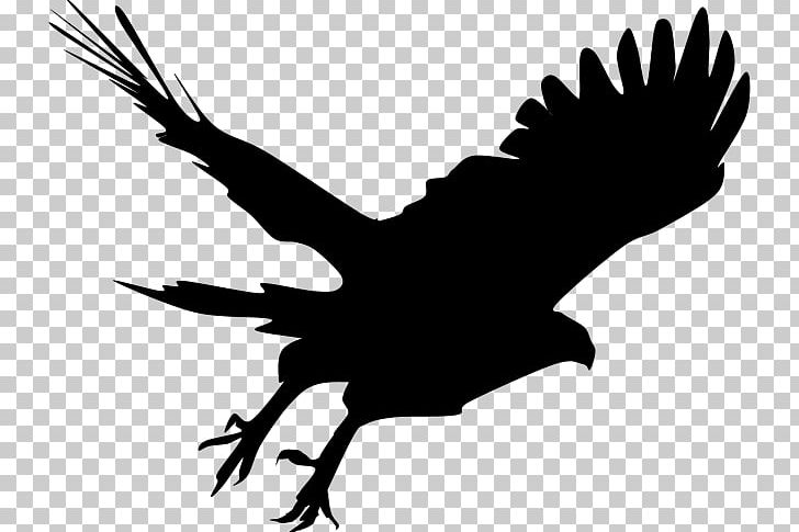 Bald Eagle Silhouette Hawk PNG, Clipart, Accipiter, Animals, Bald Eagle, Beak, Bird Free PNG Download