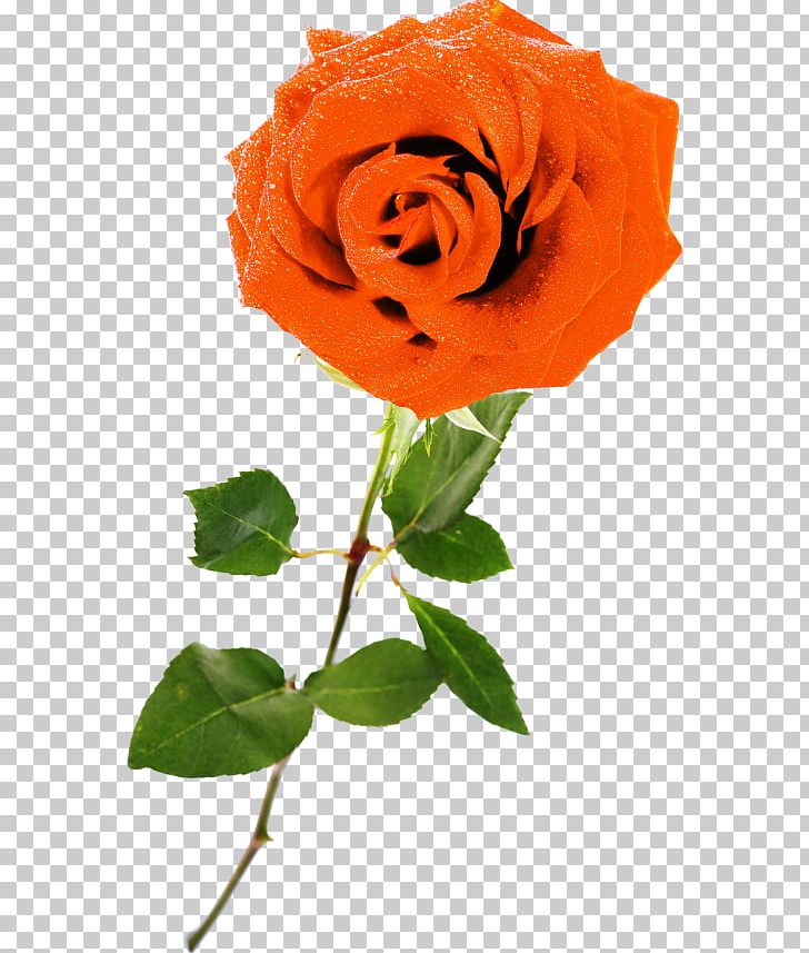 Garden Roses Floribunda Centifolia Roses Rosa Gallica Blue Rose PNG, Clipart, Blue, Blue Rose, Centifolia Roses, Cut Flowers, Floribunda Free PNG Download