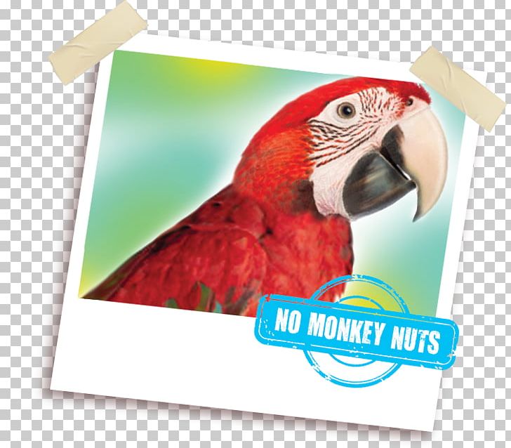 Macaw Grey Parrot African Greys Bird PNG, Clipart, Advertising, Animal, Animal Feed, Animals, Beak Free PNG Download