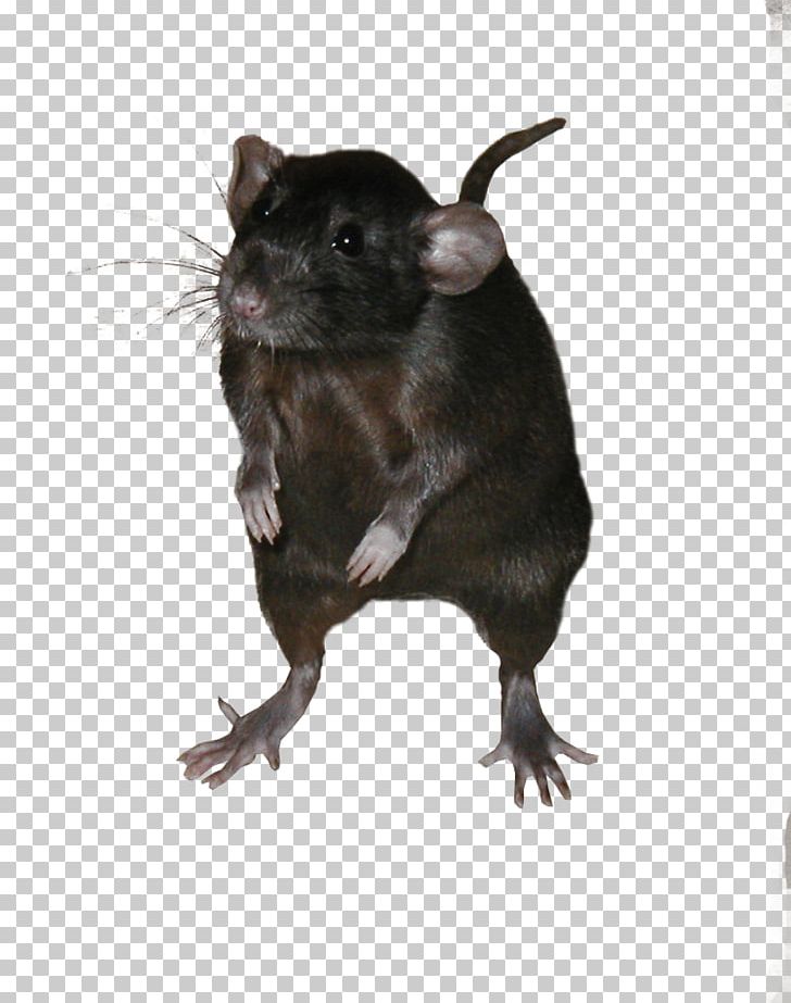 Mouse Gerbil Ricefield Rat Black Rat Rodent PNG, Clipart, Animal, Animals, Black Rat, Chand Rat, Download Free PNG Download