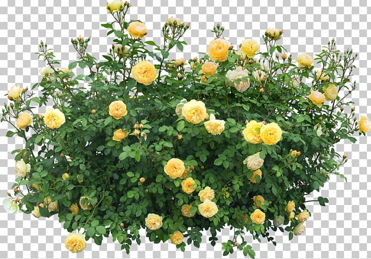 Shrub Flowering Plant Rose PNG, Clipart, Annual Plant, Bushes, Chrysanths, Download, Drawing Free PNG Download