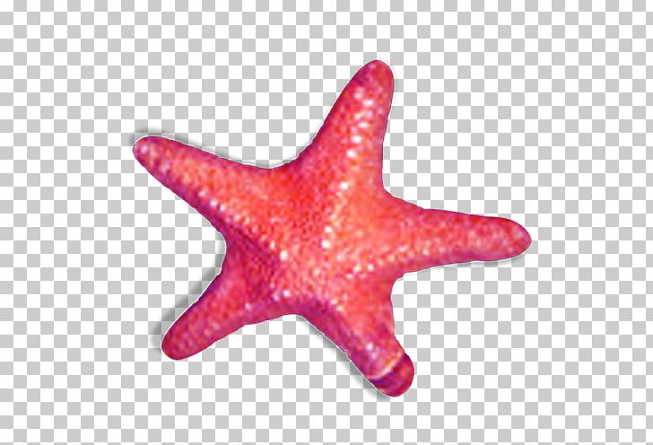 Starfish Orange PNG, Clipart, Animals, Beach, Cartoon Starfish, Color, Coreldraw Free PNG Download