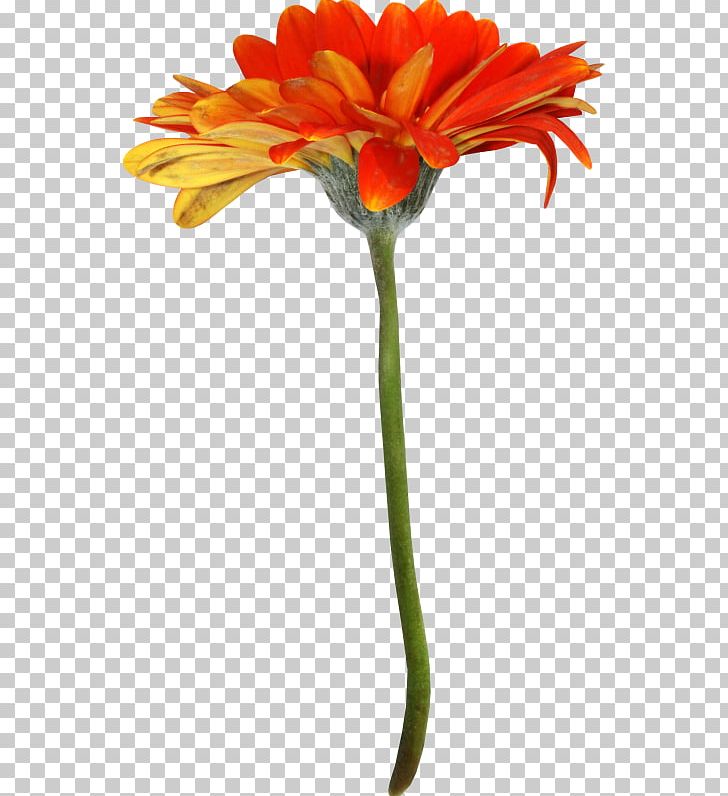 Transvaal Daisy Cut Flowers Petal PNG, Clipart, Artificial Flower, Autumn, Autumn Flowers, Cicek, Cut Flowers Free PNG Download
