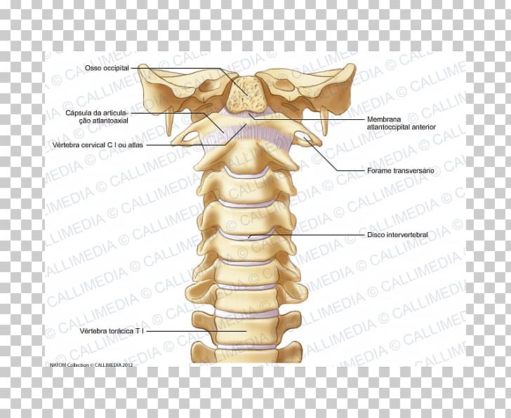 Bone Cervical Vertebrae Vertebral Column Atlas Ligament PNG, Clipart, Anatomy, Atlantoaxial Joint, Atlas, Axis, Bone Free PNG Download
