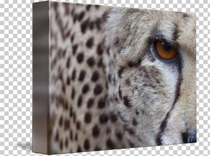 Cheetah Cat Mammal Whiskers Carnivora PNG, Clipart, Animal, Animals, Big Cat, Big Cats, Carnivora Free PNG Download