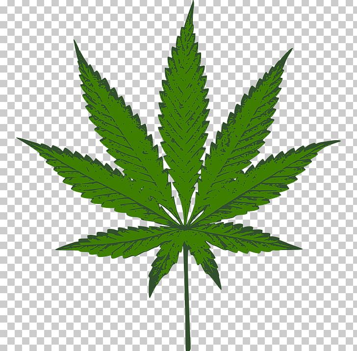 Medical Cannabis Maura Pfefferman Drug PNG, Clipart, Cannabidiol, Cannabis, Cannabis Png, Cannabis Smoking, Drug Cannabis Free PNG Download