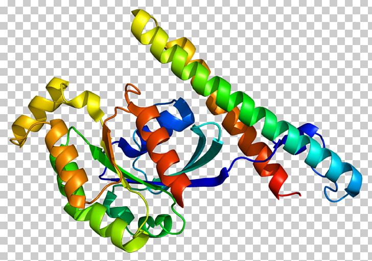 Protein Kinase C Protein Kinase N1 Serine/threonine-specific Protein Kinase PNG, Clipart, Actin, Enzyme, Kinase, Line, Miscellaneous Free PNG Download