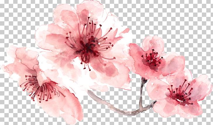 Cherry Blossom Watercolor Painting PNG, Clipart, Art, Blossom, Branch, Canvas Print, Cherry Free PNG Download