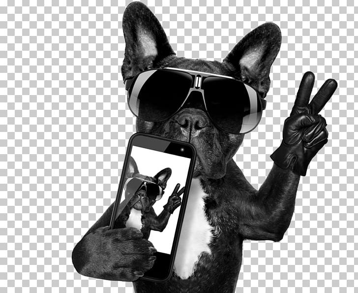 French Bulldog Puggle Puppy PNG, Clipart, Animals, Black And White, Boston Terrier, Bulldog, Carnivoran Free PNG Download