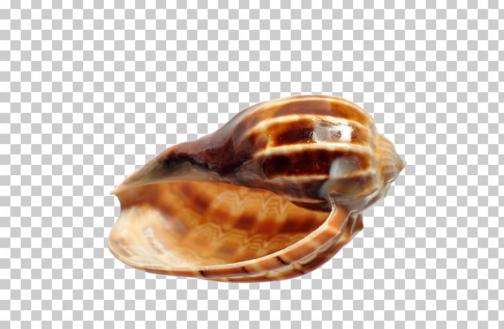 Viviparidae Viviparus Viviparus Seashell PNG, Clipart, Animals, Clams Oysters Mussels And Scallops, Conch, Conchology, Download Free PNG Download