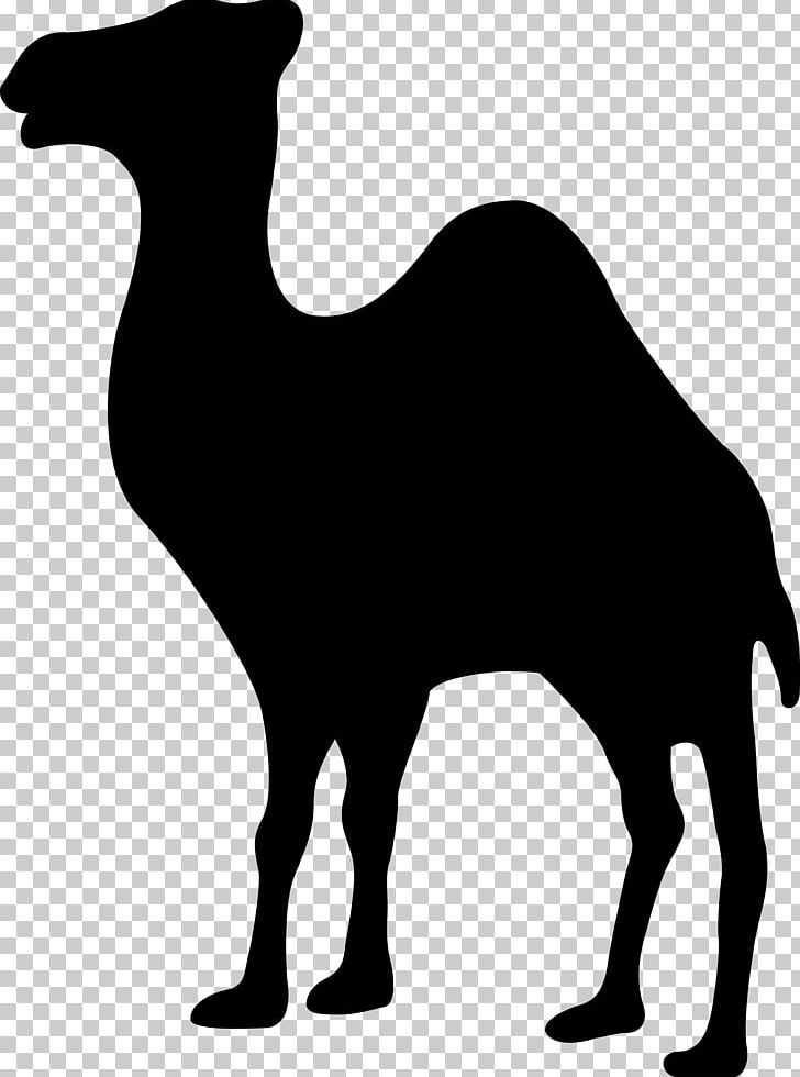 Dromedary Camel Logo PNG, Clipart, Animals, Bildmarke, Black, Black And White, Brand Free PNG Download