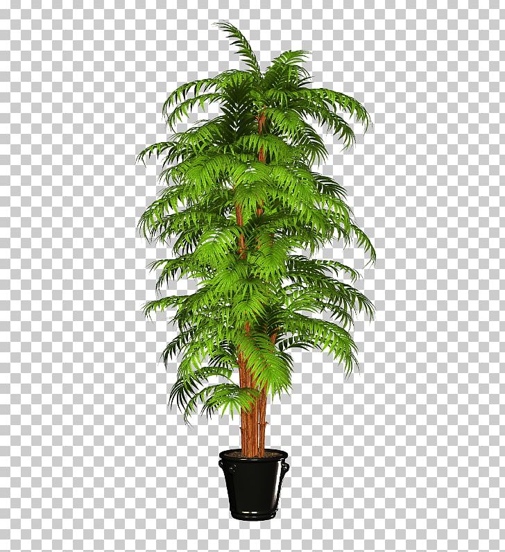 Houseplant Flowerpot Dracaena Fragrans PNG, Clipart, Arecales, Areca Palm, Bitki, Bitkiler, Caryota Free PNG Download