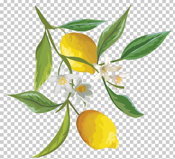 Lemon Fruit Watercolor Painting PNG, Clipart, Branch, Citrus, Flower, Flowering Plant, Food Free PNG Download