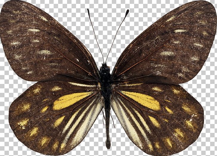 Swallowtail Butterfly Queen Alexandra's Birdwing Australasian Realm PNG, Clipart, Alexandra Of Denmark, Arthropod, Brush Footed Butterfly, Fauna, Insects Free PNG Download