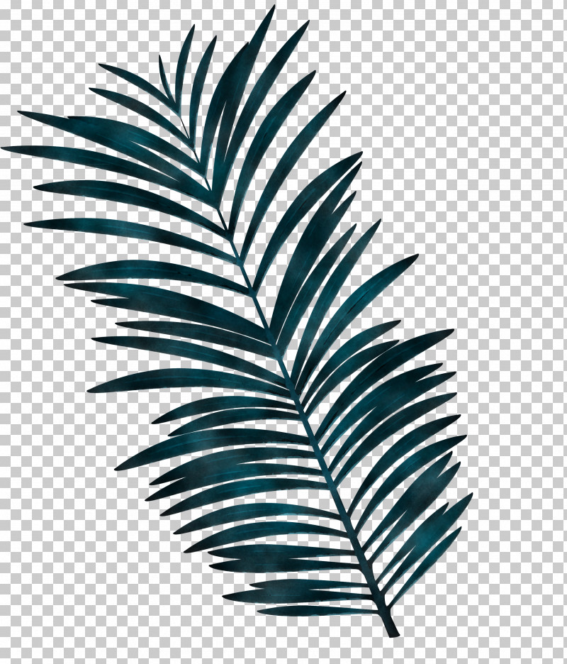 Palm Trees PNG, Clipart, Branch, Fern, Grasses, Leaf, Leaf Abstract Free PNG Download