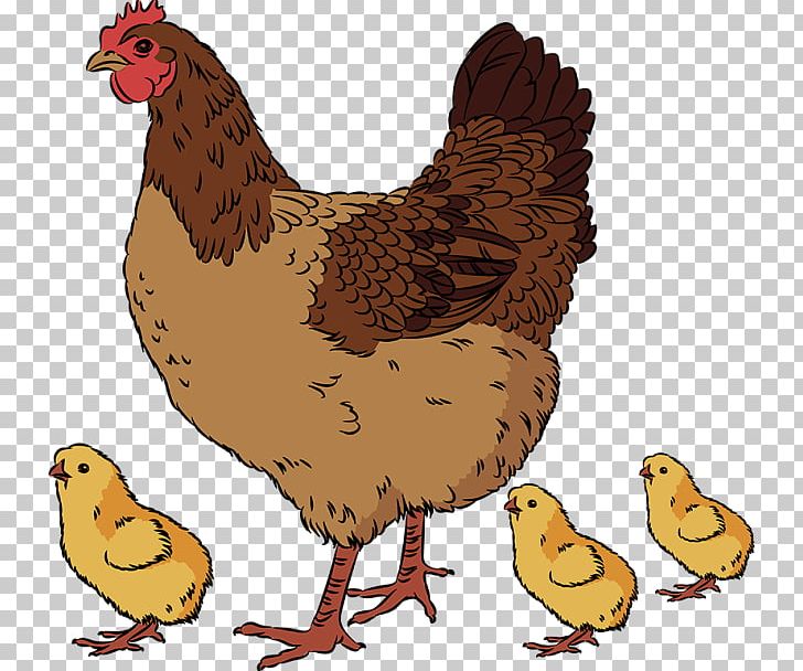 Chicken Drawing Rooster PNG, Clipart, Animals, Beak, Bird, Broodiness, Cartoon Free PNG Download