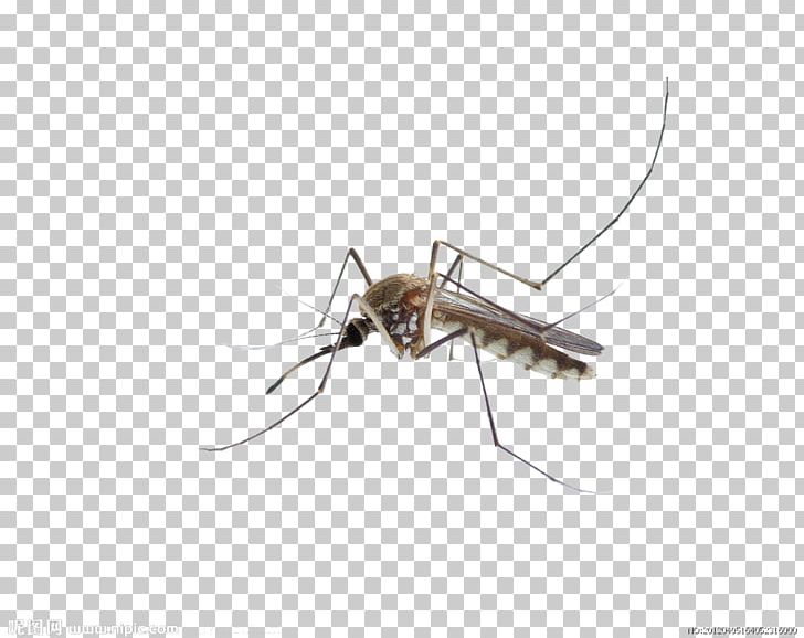 Mosquito Insect Membrane PNG, Clipart, Arthropod, Fly, Insect, Insects, Invertebrate Free PNG Download