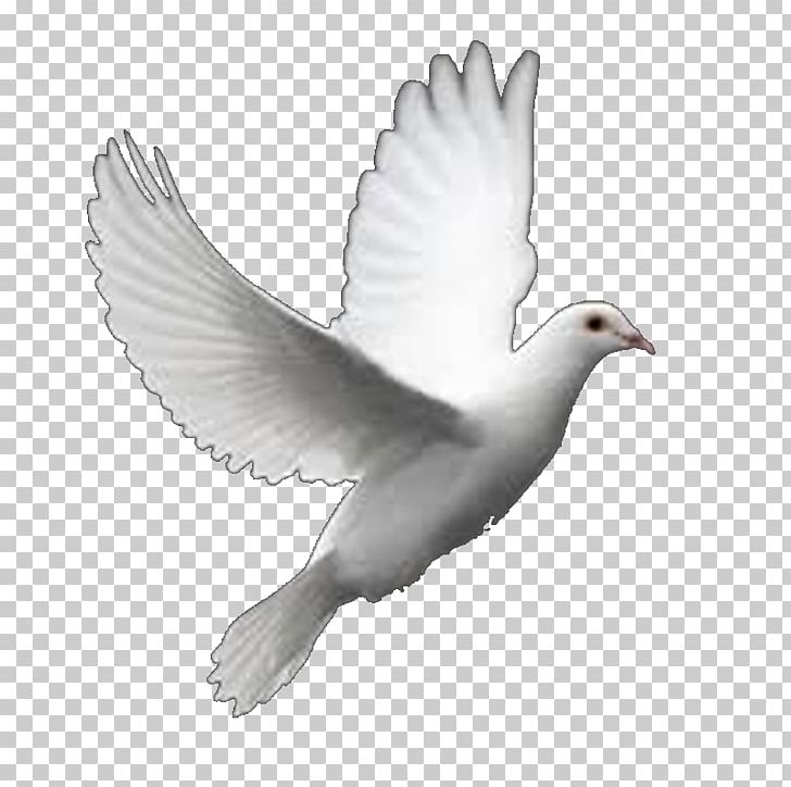 Columbidae Bird Perfect Flight White Dove Releases PNG, Clipart, Animals, Animated Film, Beak, Bird, Columbidae Free PNG Download