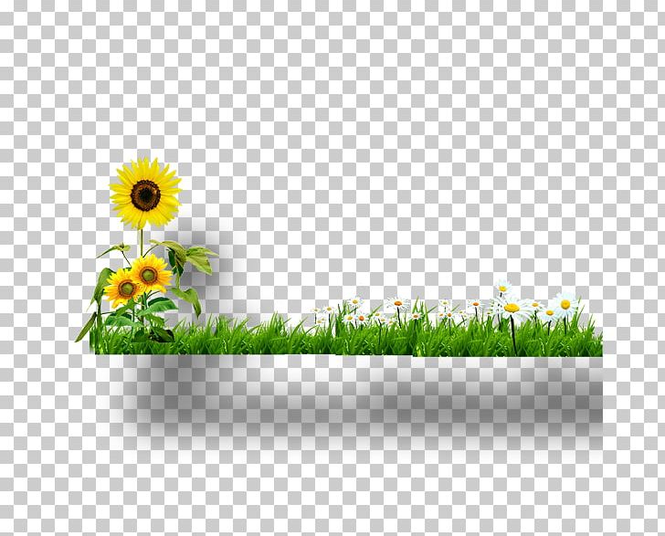 Common Sunflower Yellow PNG, Clipart, Computer Wallpaper, Daisy, Daisy Family, Designer, Download Free PNG Download