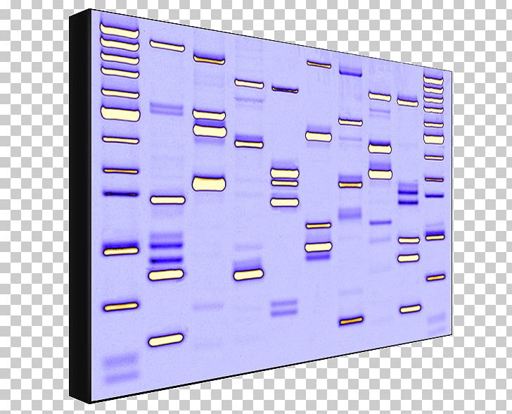 Dynamic DNA Labs Genetic Testing Work Of Art PNG, Clipart, Color, Dna, Dna Testing, Eye Color, Gene Free PNG Download