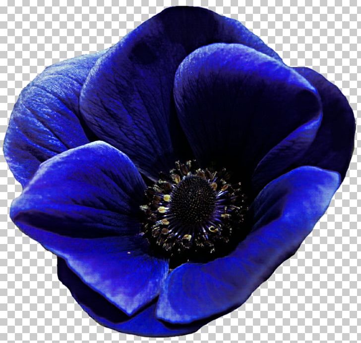 Electric Blue Anemone Violet Purple PNG, Clipart, Anemone, Blue, Cobalt Blue, Deviantart, Electric Blue Free PNG Download