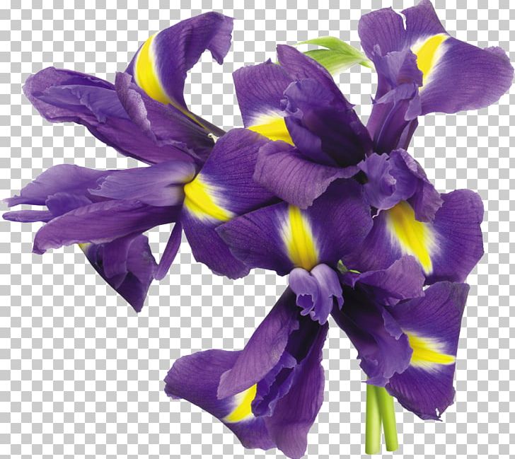 Irises Flower Plant PNG, Clipart, Cut Flowers, Desktop Wallpaper, Digital Image, Encapsulated Postscript, Flower Free PNG Download