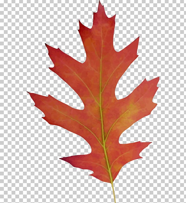 Maple Leaf PNG, Clipart, Desktop Wallpaper, Flag Of Canada, Leaf, Maple Leaf, Northern Red Oak Free PNG Download