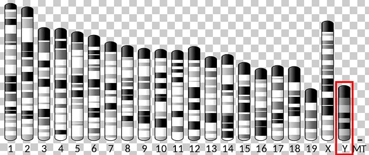 PAX6 X Chromosome Gene Protein PNG, Clipart, Angle, Black And White, Brand, Centromere, Chromosome Free PNG Download