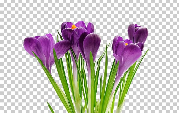 Southminster United Church Crocus Spring Flower Primăvara PNG, Clipart, Alternation, Crocus, Cut Flowers, Docme, Flower Free PNG Download