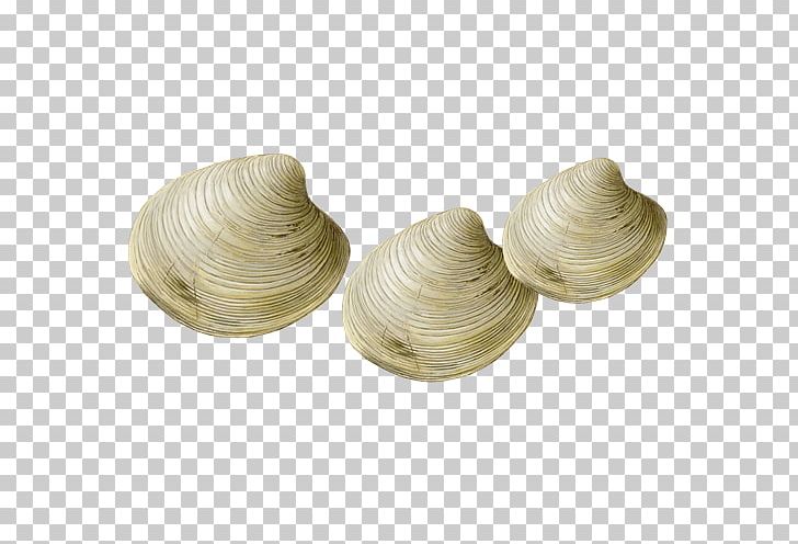 Steamed Clams Seafood Watch Shellfish PNG, Clipart, Clam, Clams Oysters Mussels And Scallops, Fish, Hard Clam, National Organic Program Free PNG Download