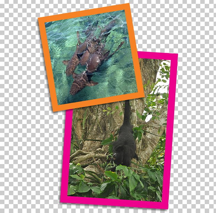 Belize Ecosystem Tree Fauna Country PNG, Clipart, Belize, Country, Ecosystem, Fauna, Flora Free PNG Download