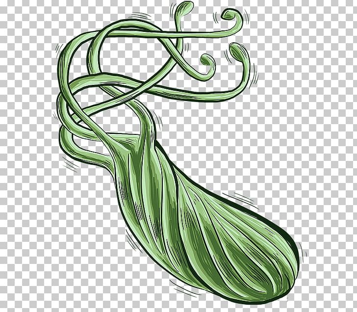 Helicobacter Pylori Infection Bacteria Peptic Ulcer Disease PNG, Clipart, Bacteria, Disease, Food, Gastrointestinal Tract, Helicobacter Pylori Free PNG Download