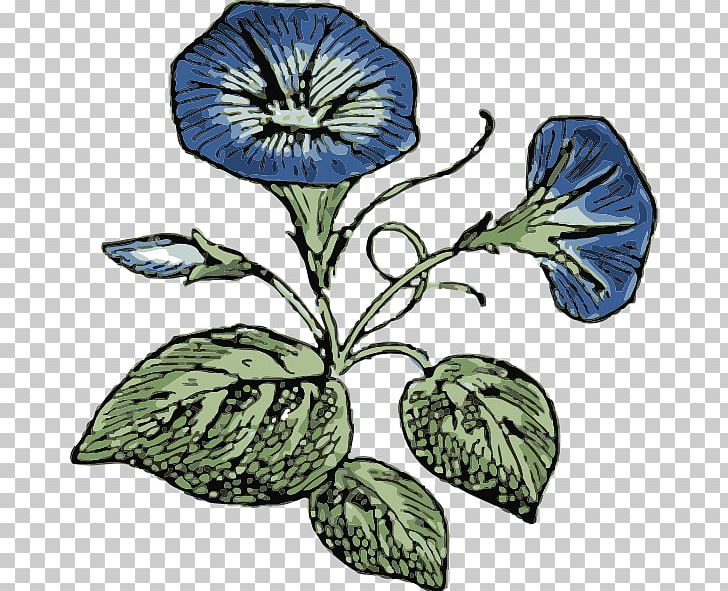 Ipomoea Indica Morning Glory PNG, Clipart, Download, Drawing, Flora, Flower, Flowering Plant Free PNG Download