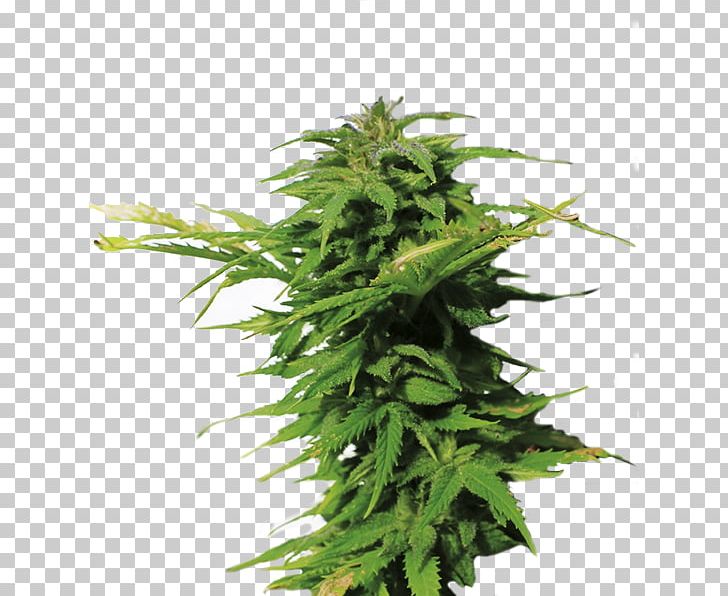 Skunk Feminized Cannabis Marijuana Cannabis Sativa White Widow PNG, Clipart, Animals, Cannabis Sativa, Feminized Cannabis, Hemp, Hemp Family Free PNG Download