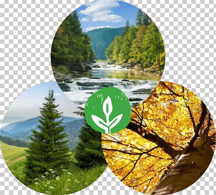 Water Resources Ecosystem PNG, Clipart, Ecosystem, Nature, Tree, Water, Water Resources Free PNG Download