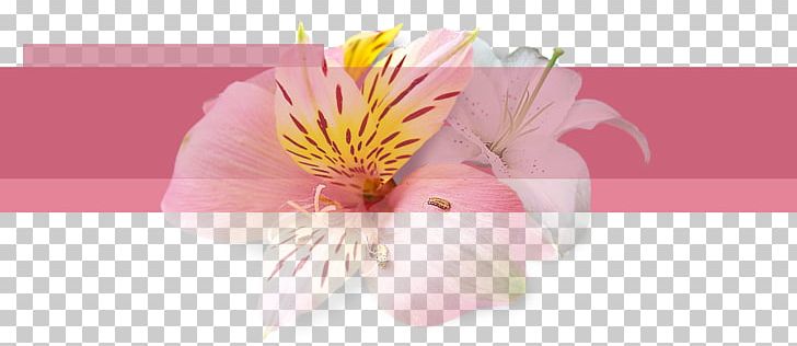 Floral Design Inspector Daya Cut Flowers Senior Inspector Abhijeet PNG, Clipart, Aditya Srivastava, Alstroemeriaceae, Best Wishes, Blossom, Cid Free PNG Download